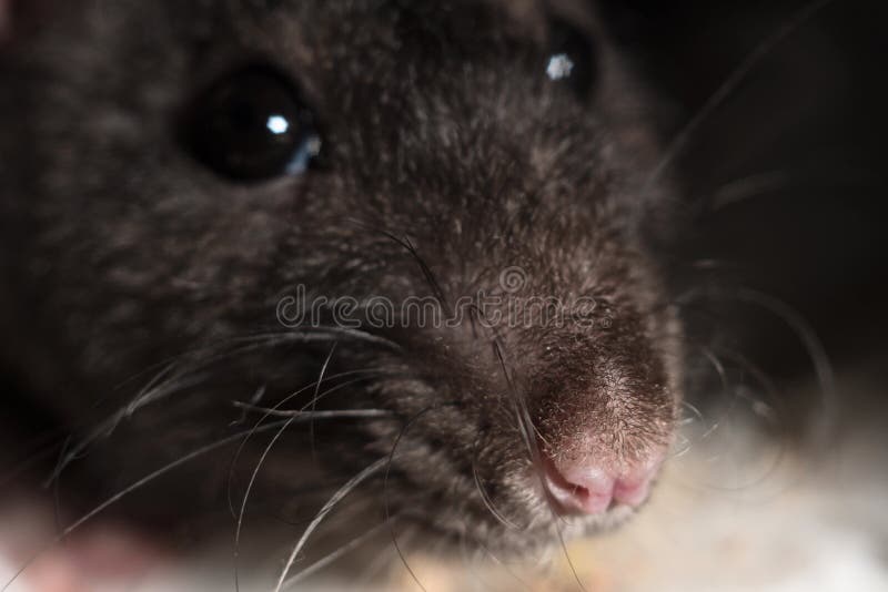 Ratto rosa di gray del naso immagine stock Ratto rosa di gray del naso immagine stock