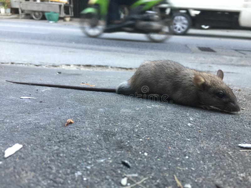 Ratto sporco immagine stock libera da diritti Ratto sporco immagine stock libera da diritti