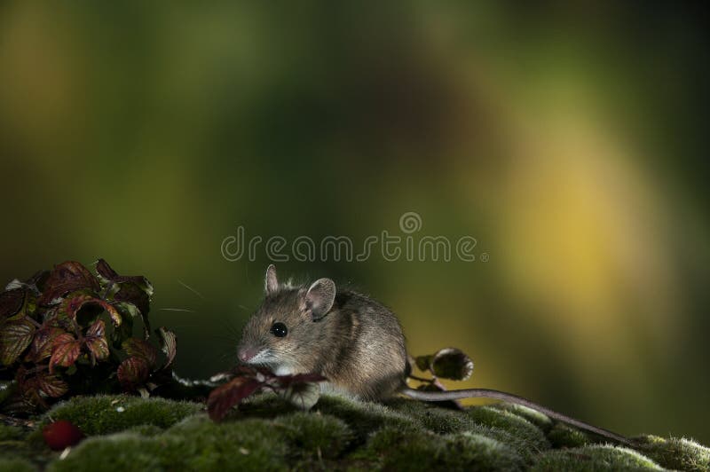 Ratón de campo, sylvaticus del Apodemus imágenes de archivo libres de regalías Ratón de campo, sylvaticus del Apodemus imágenes de archivo libres de regalías