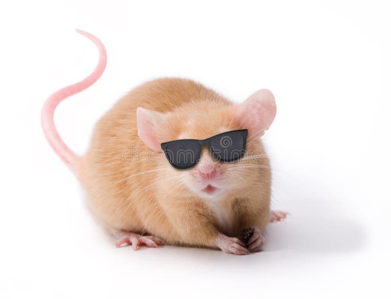 Ratón oculto con las gafas de sol Ratón oculto con las gafas de sol