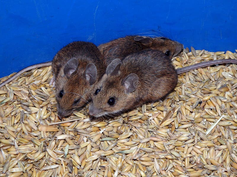 Ratón y avena imagen de archivo Ratón y avena imagen de archivo
