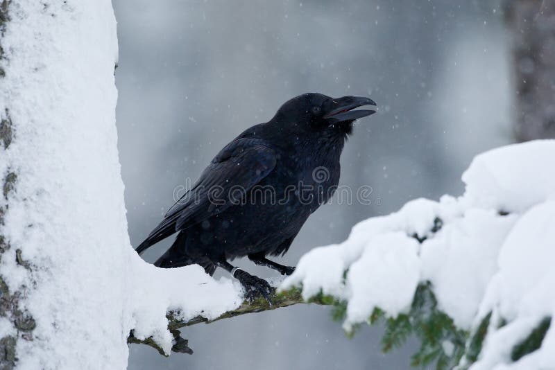 Rauben Sie, der schwarze Vogel, der auf dem Schneebaum während des Winters, Naturlebensraum, Schweden sitzt lizenzfreie stockbilder Rauben Sie, der schwarze Vogel, der auf dem Schneebaum während des Winters, Naturlebensraum, Schweden sitzt lizenzfreie stockbilder