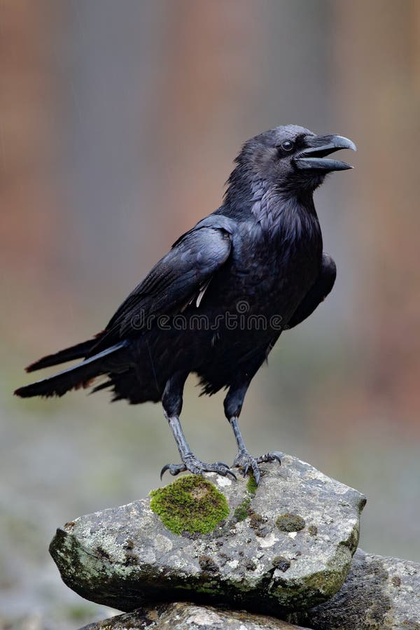 Raven with open beak sitting on the stone. Moose stone with black bird. Black bird in the nature habitat. Raven on the rock. Raven with open beak sitting on the stone. Moose stone with black bird. Black bird in the nature habitat. Raven on the rock.