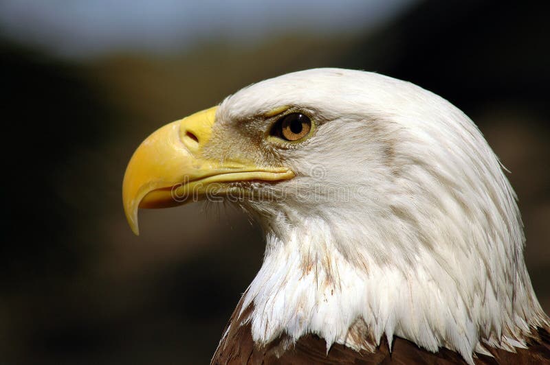 Endangered bald eagle bird of prey national bird. Endangered bald eagle bird of prey national bird