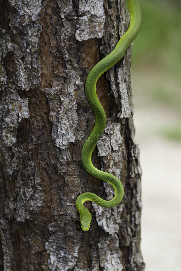 Schlange, Die Im Baum Slithering Ist Stockfoto Bild von