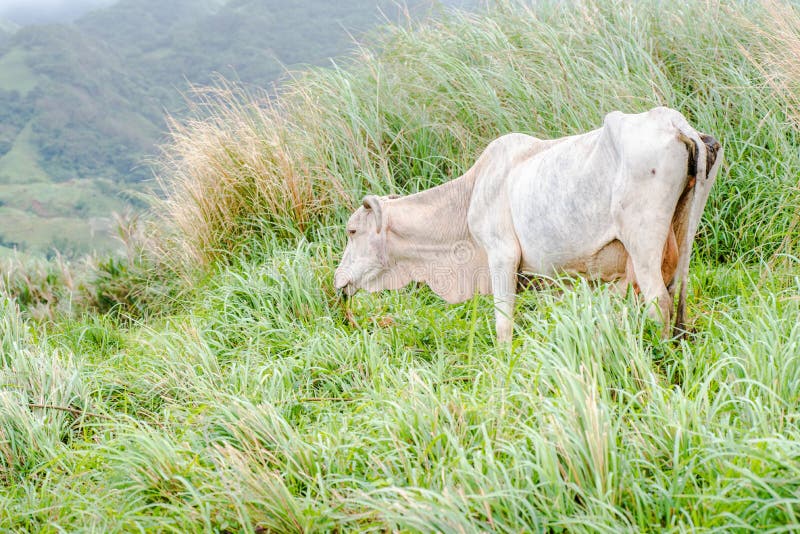 Raufutterfresser bei Batanes, Philippinen lizenzfreie stockfotografie