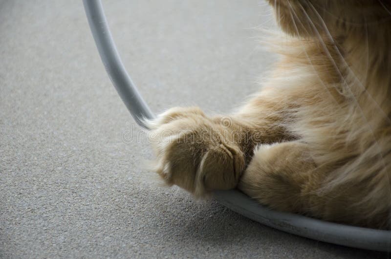 Rauhaarige Tatzen einer großen roten Marmor-Maine-Waschbärkatze stockbilder Rauhaarige Tatzen einer großen roten Marmor-Maine-Waschbärkatze stockbilder
