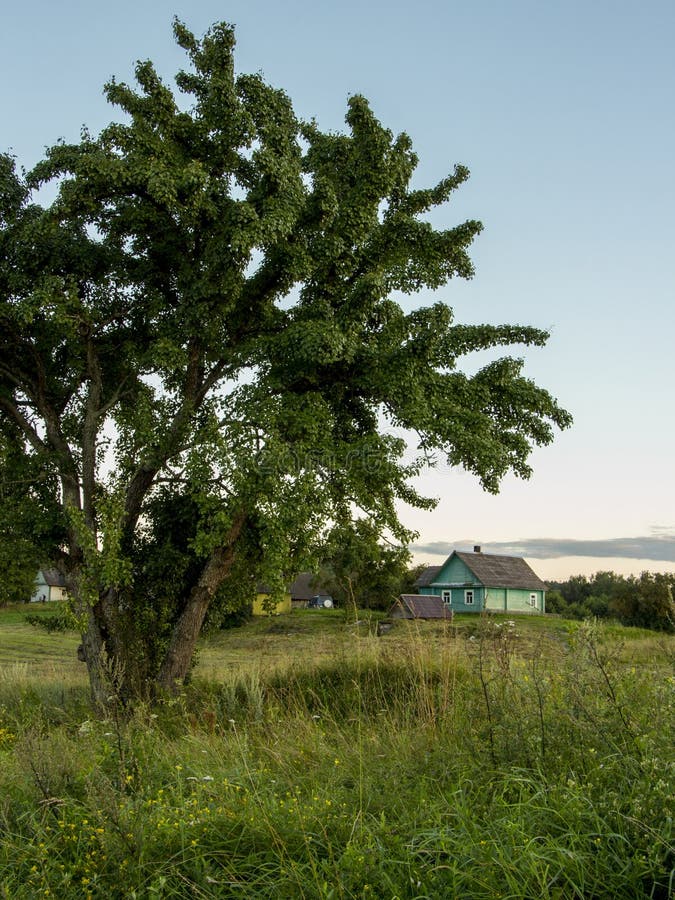 RAUM FÜR BEDECKUNGSschlagzeile UND TEXT Baum und grüne Wiese Land stockfotografie RAUM FÜR BEDECKUNGSschlagzeile UND TEXT Baum und grüne Wiese Land stockfotografie