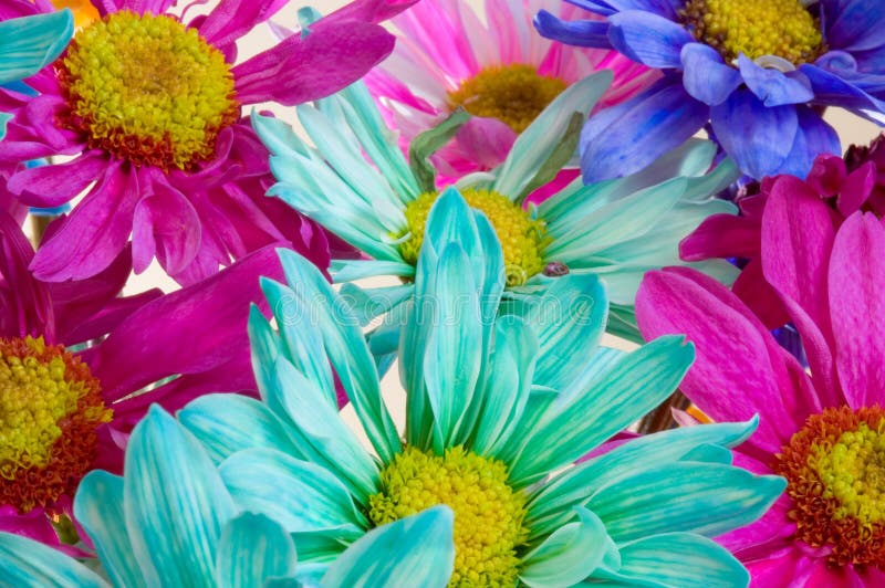 Raum voll der Gänseblümchen lizenzfreies stockbild Raum voll der Gänseblümchen lizenzfreies stockbild