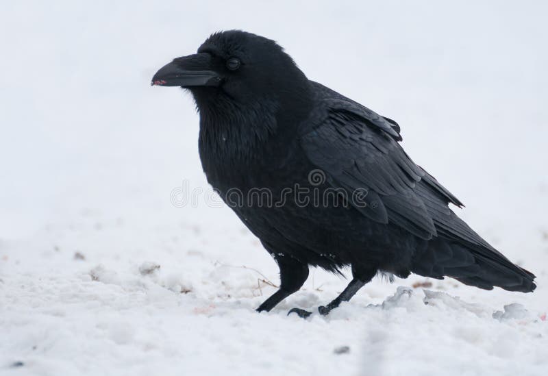 Raven - big black bird in snow