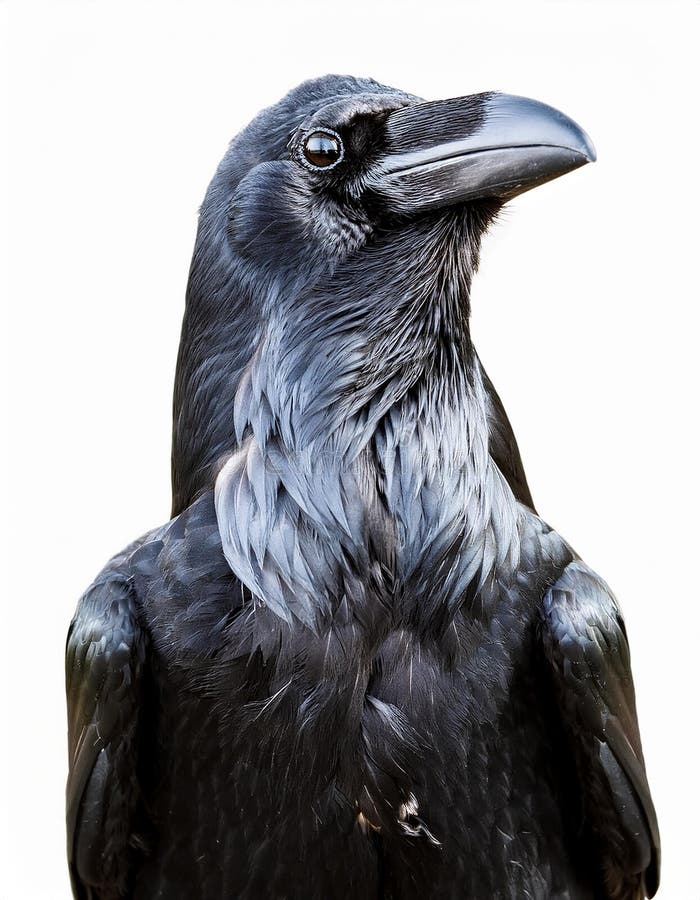 Raven aislado en un fondo blanco ultra realista stock de ilustración