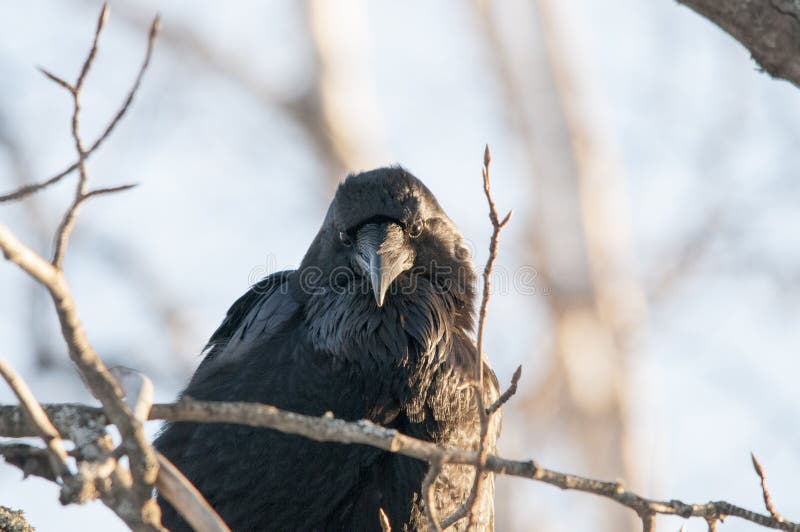 Common Raven in Profile Looking at Camera Stock Photo - Image of camera,  edgar: 196897984