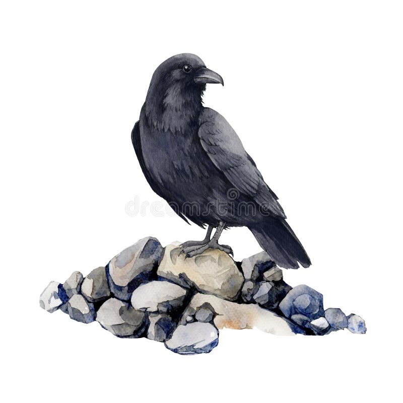 Raven bird sitting on rocks. Watercolor illustration. Hand drawn corvus single element. Realistic black crow wildlife vector illustration