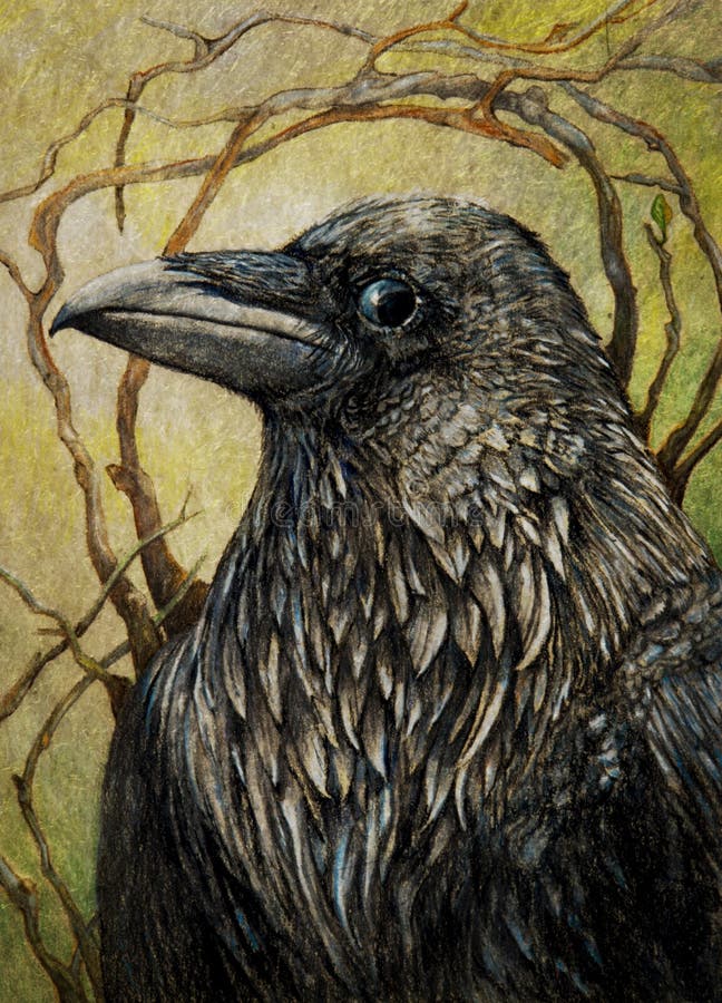 Raven or black crow stock illustration