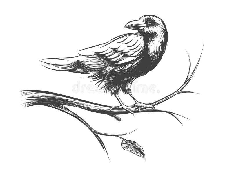 Raven or black crow sketches and silhouettes vector set royalty free illustration
