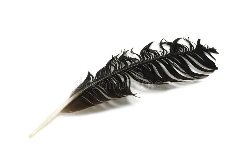 Raven black feather stock photography.