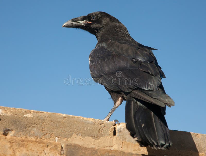 Raven che si siede su una pietra