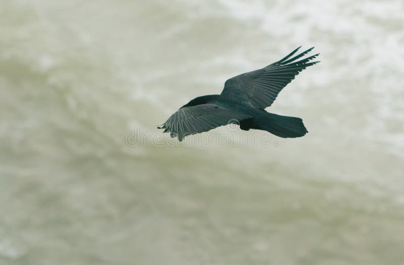 Raven in Flight royalty free stock photo Raven in Flight royalty free stock photo