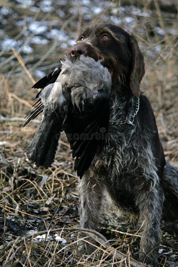 Raven Hunting