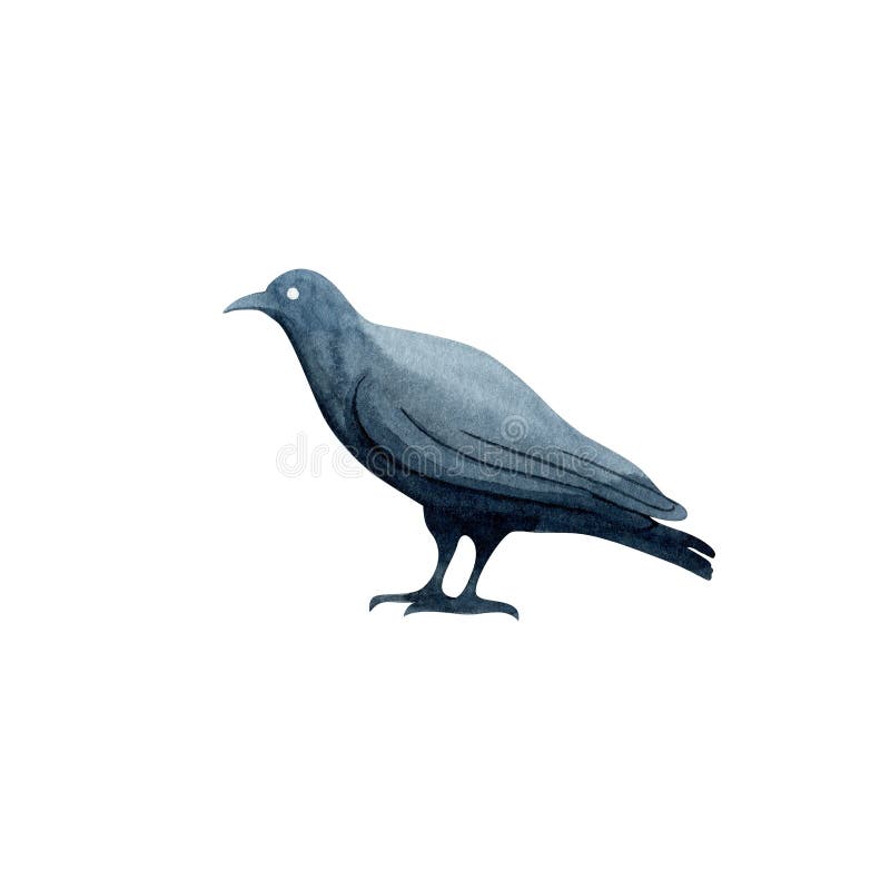 Raven negro aislado en fondo blanco ilustración del vector