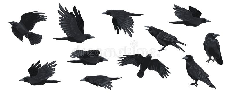Raven set. Black crow silhouettes, blackbird different poses flying wild animal character icons for logo tattoo design vector illustration