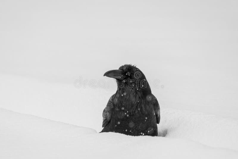 In snow raven Raven Snow