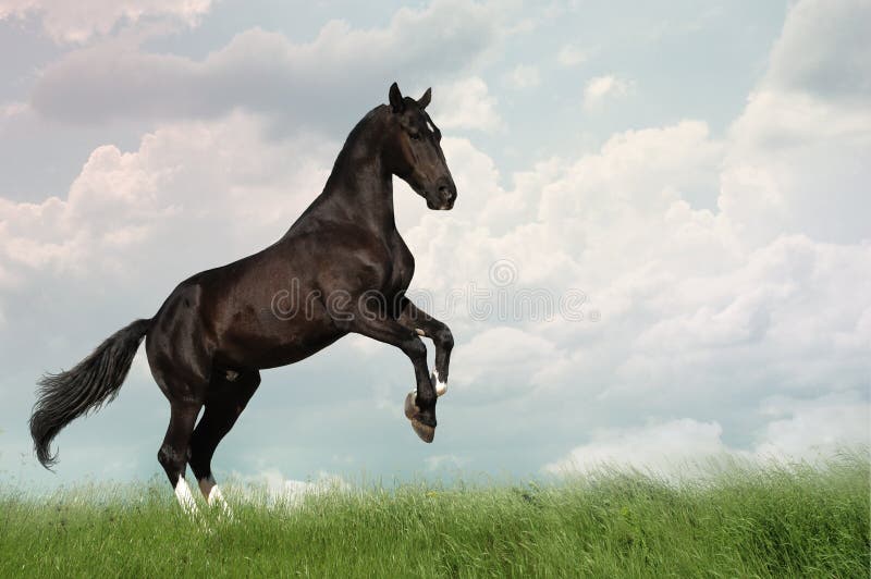 Raven trotter rearing royalty free stock image