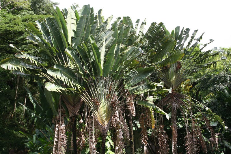 Flower of Ravenala Madagascariensis Stock Photo - Image of leaf, pattern:  97525378