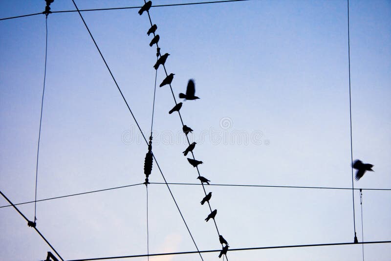 Ravens sitting on wire