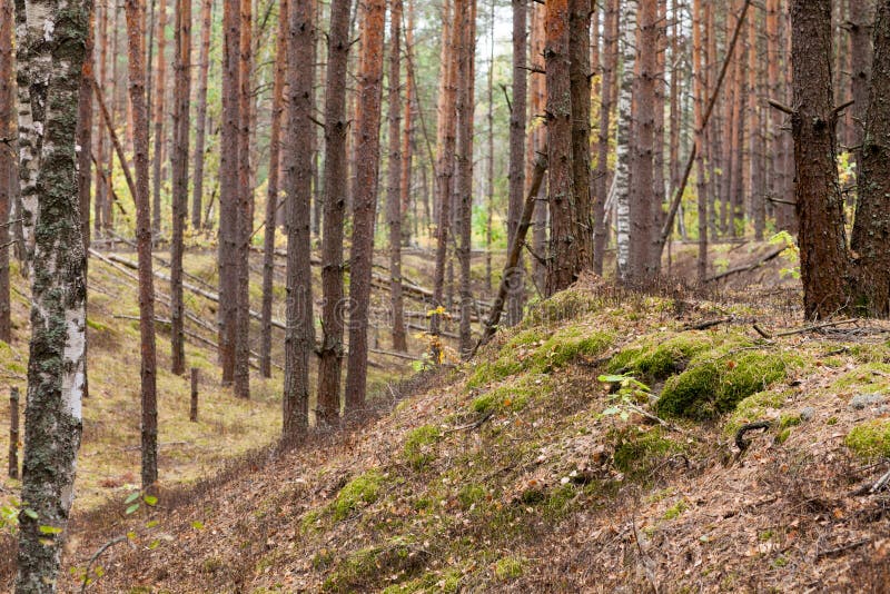 Ravin på pinjeskogen på hösten royaltyfri fotografi Ravin på pinjeskogen på hösten royaltyfri fotografi