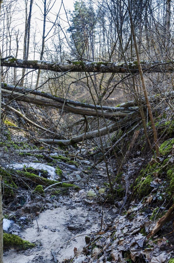 Ravins profonds surpeuplés d'arbres et de buissons dans la réserve de karoliniscaron kès image libre de droits