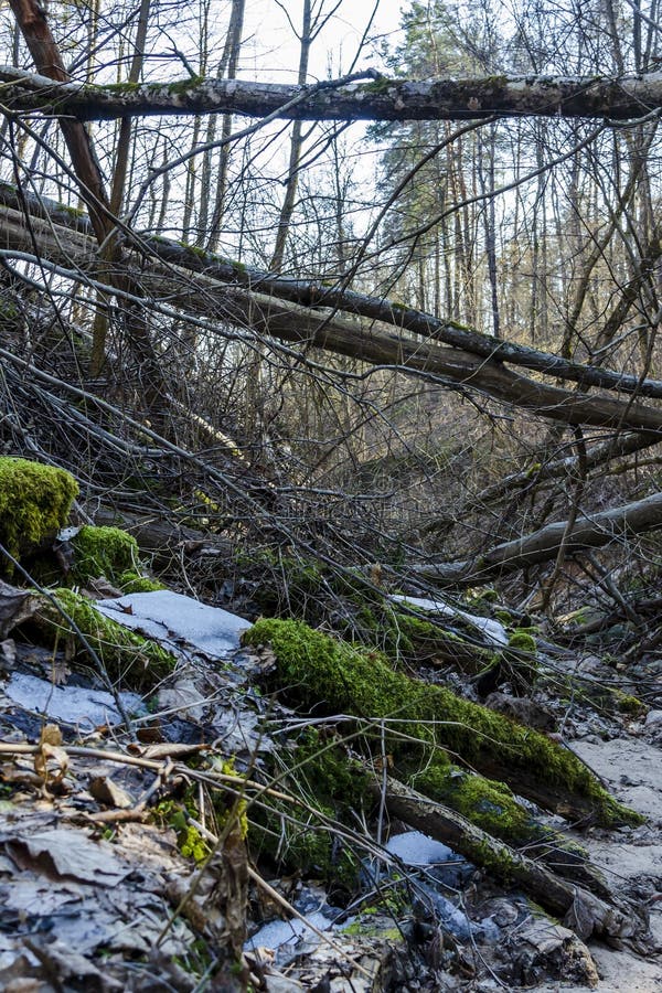 Ravins profonds surpeuplés d'arbres et de buissons dans la réserve de karoliniscaron kès photos libres de droits