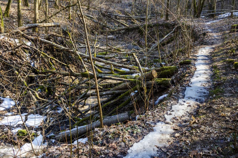 Ravins profonds surpeuplés d'arbres et de buissons dans la réserve de karoliniscaron kès photos libres de droits