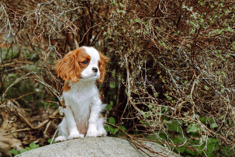 Portrait of delightful small Cavalier King Charles Spaniel puppy with red and white coloring calmly sitting on gray stone outside on warm weather. Lovely doggy kid enjoy summer day. Portrait of delightful small Cavalier King Charles Spaniel puppy with red and white coloring calmly sitting on gray stone outside on warm weather. Lovely doggy kid enjoy summer day.