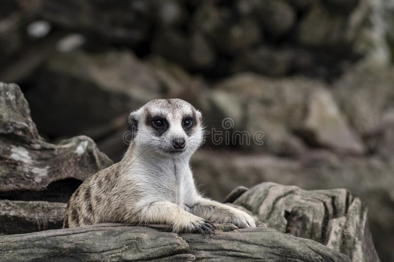 Ravvicinare il piccolo meerkat suricatta che giace o siede sul legno di legno di legno su fondo naturale sfuocato immagini stock