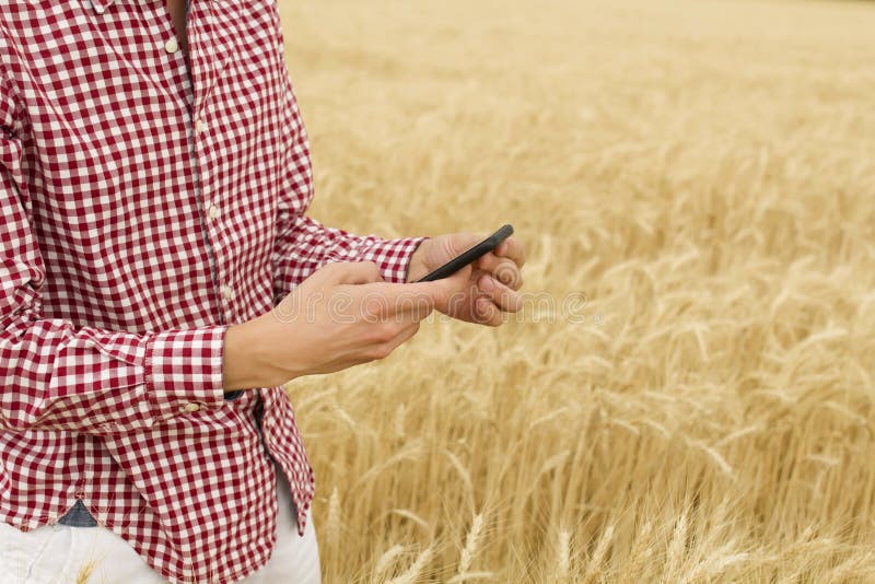 Ravvicinare le mani di un agricoltore o di un agronomo che ispeziona la qualità delle piante di frumento sul campo e scatta foto c immagini stock