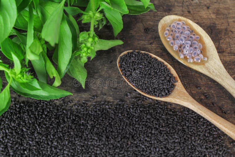 Raw Basil Seed, Herb in Thai Stock Image Image of eating, clean 86566427