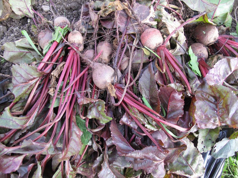 Raw Beets Freshly Picked stock image. Image of organic 22281353