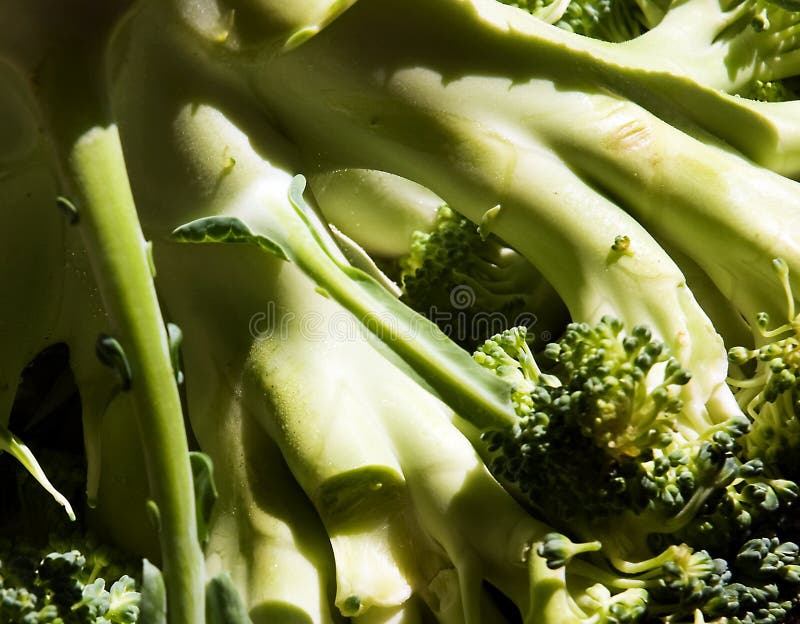 Raw Broccoli stalks stock image. Image of healthy, organic 96737909