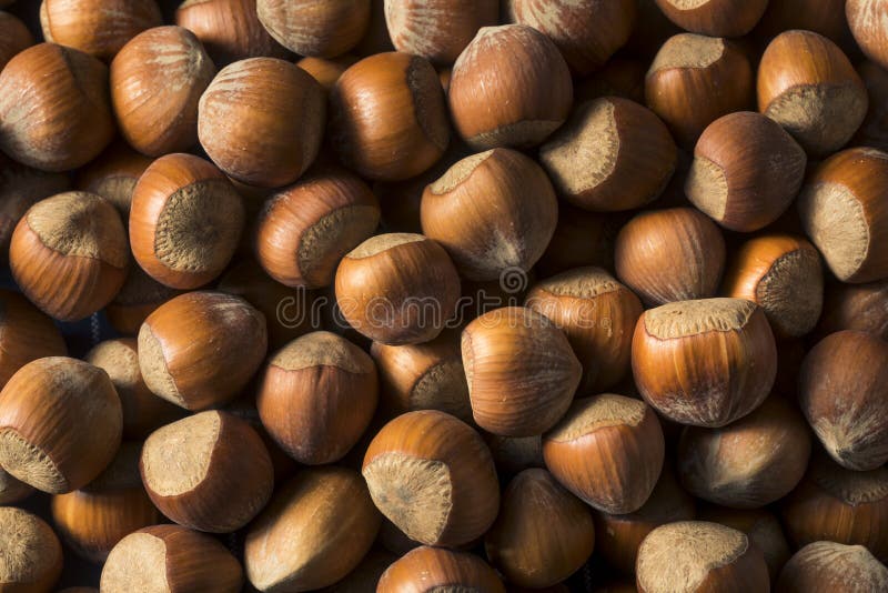 Raw Brown Organic Shelled Hazelnut Filberts