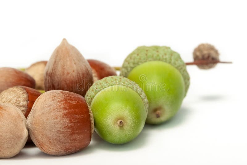 A bunch of hazelnuts stock photo. Image of vegetarian 59444298
