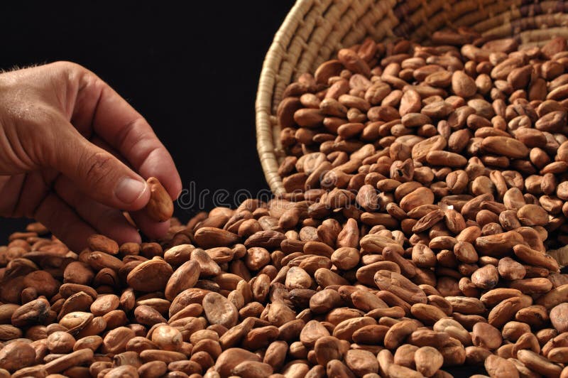 Raw cacao beans