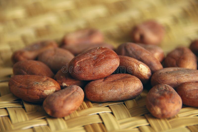 Raw cacao beans