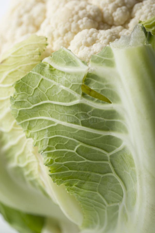 Raw cauliflower head stock photo. Image of health, harvest 111738568