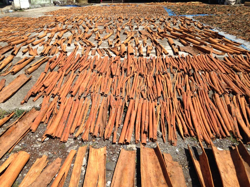 Raw Cinnamon Sticks Drying. Stock Image Image of cinnamon, tart 66525339