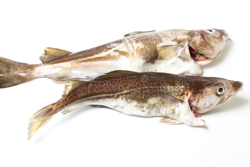 Cod fish stock image. Image of mouth, trophy, white, seafood 29860999