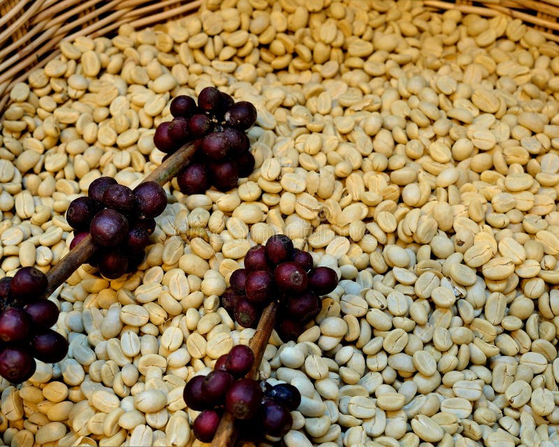 Raw coffee bean stock image. Image of bean, beans, roast 38806789
