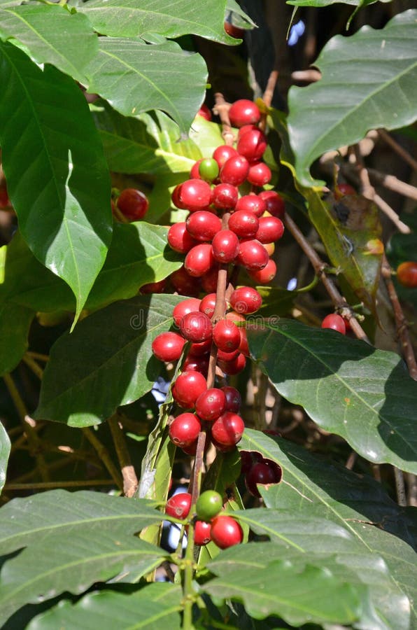 Raw Coffee Cherries on a Branch Stock Image Image of crop, branch
