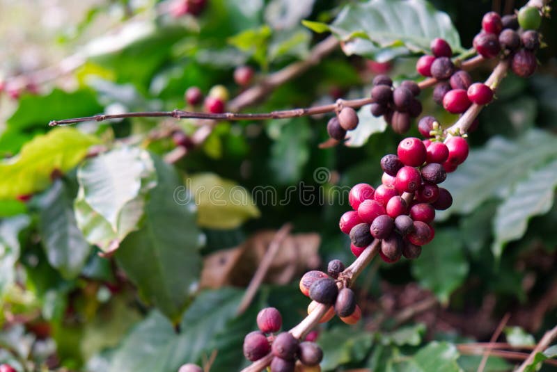Raw Coffee Cherry Beans on the Branch. Stock Image Image of farm