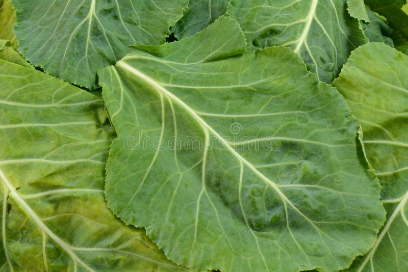 Raw collard greens stock image. Image of fiber, nutrition 99639283